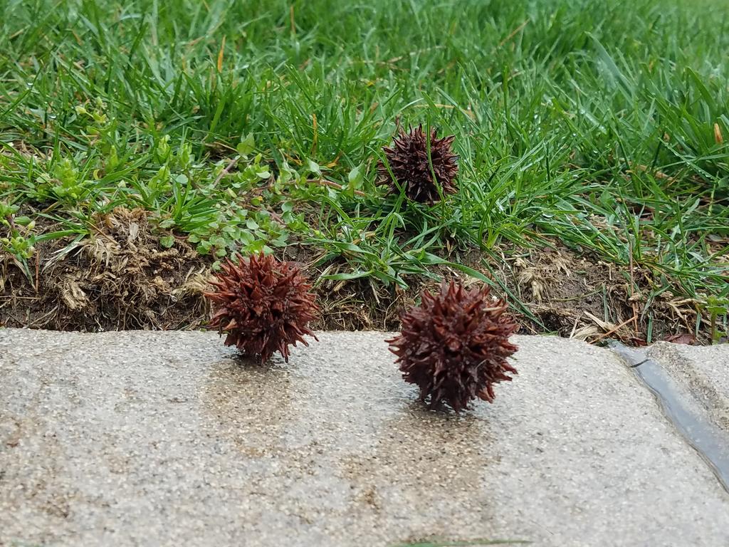 CowPokeEd's tweet photo. We're under attack here in Herndon, VA.  These huge coronavirus molecules all over our lawn, falling from our tree. I don't know how we will survive this! https://t.co/EsgTzcLcon