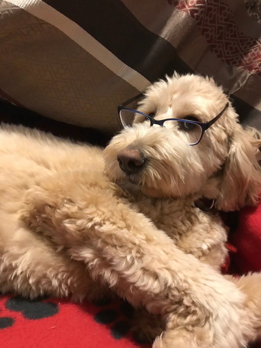 ethanmeints's tweet image. My message to the kids this morning - follow Annie's lead and find a good book, a comfy spot and get to reading! (Annie does endorse naps but only after 1 hour of reading) Can't wait to get back in the classroom! #WeAreGrinnell @TigersGms