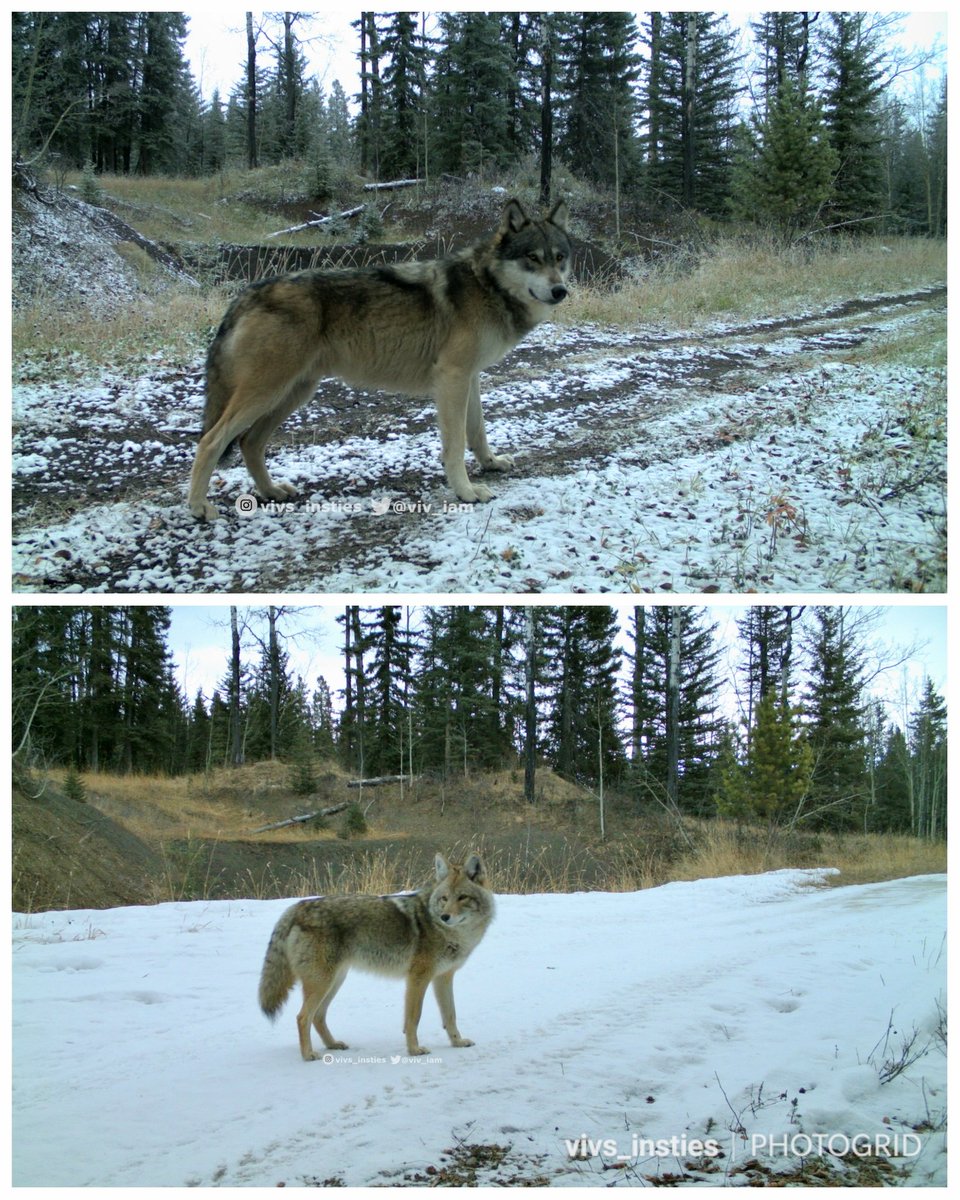 viv_iam's tweet image. When viewed in the same frame, it is hard to mistake a #coyote for a #wolf. But in real life, we don&apos;t have the benefit of such a visual comparison!  Nice of these two beauties to stand in almost the same spot. #WildlifeWednesday #alberta 🐾😍