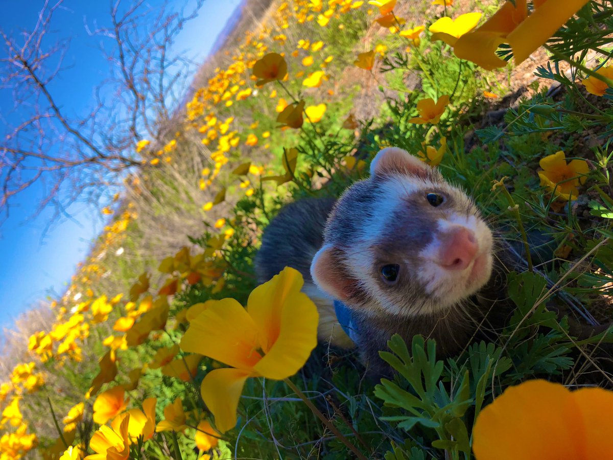 Jo3lla_'s tweet photo. Took leo exploring today! ❤️ https://t.co/peoIZ42O8f