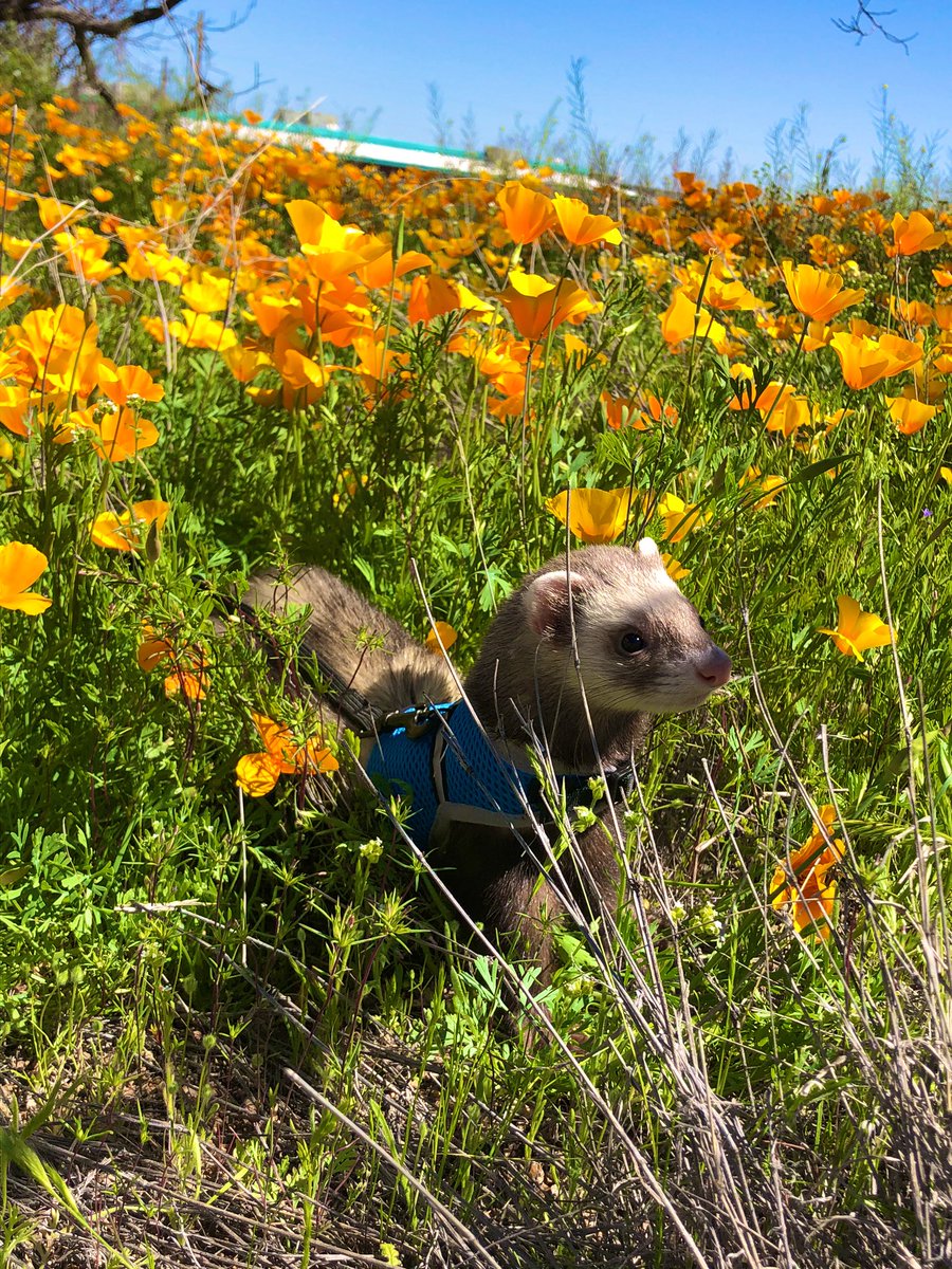 Jo3lla_'s tweet photo. Took leo exploring today! ❤️ https://t.co/peoIZ42O8f