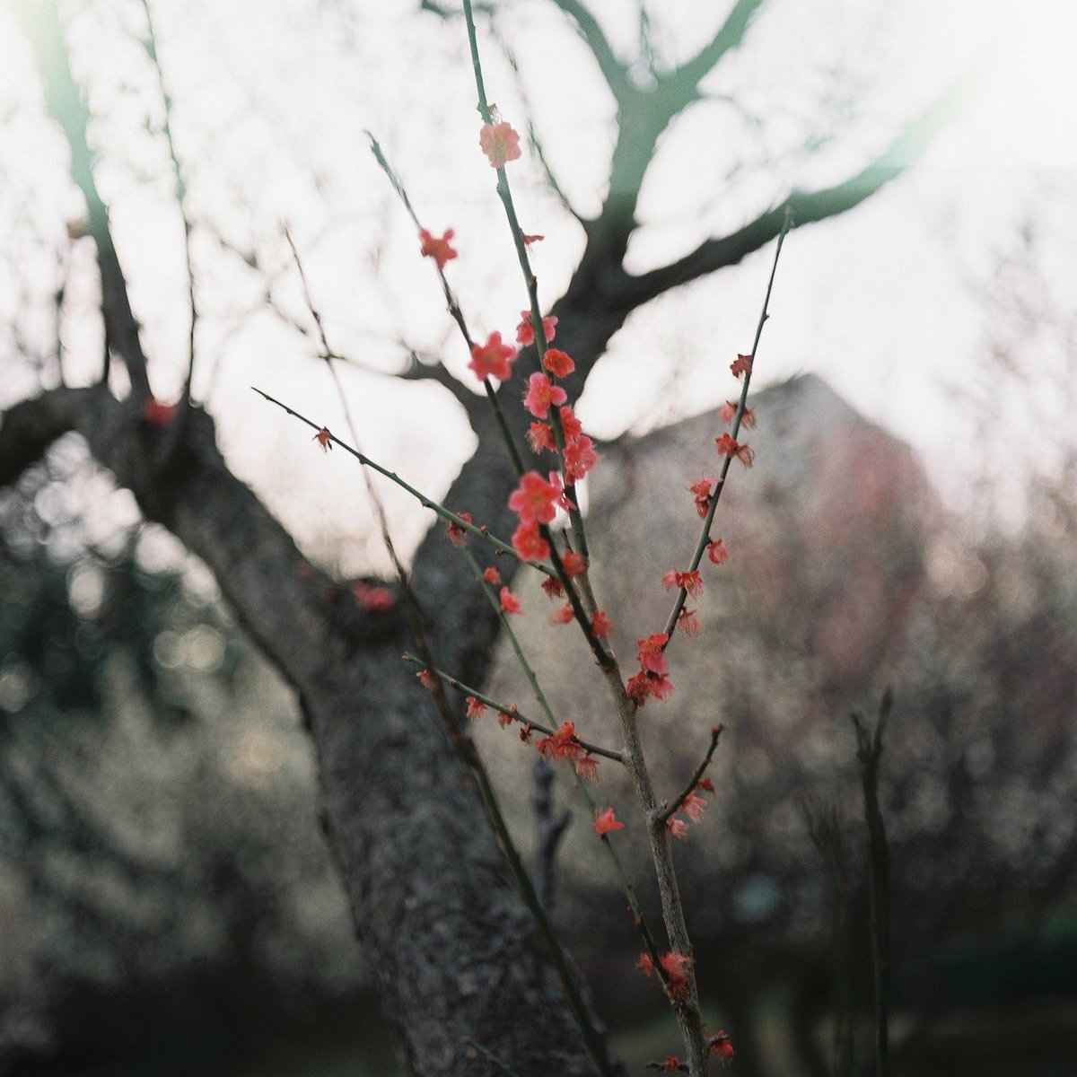 久しぶりの二眼レフ✨
RolleicordVb/Kodak PORTRA 800

#写真 #film #フィルム写真 
#カメスズ #チャンプカメラ