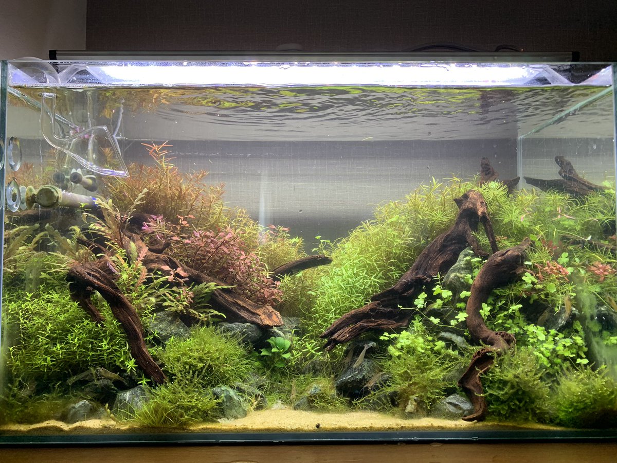 Aqua24 アクアリウム 60cm水槽に流木を突っ込んでみた まだ全然しっくりきてないけど 少しずつ変えていきたいなぁ Aqua24 アクアリウム 60cm水槽に流木を突っ込んでみた まだ全然しっくりきてないけど 少しずつ変えていきたいなぁ