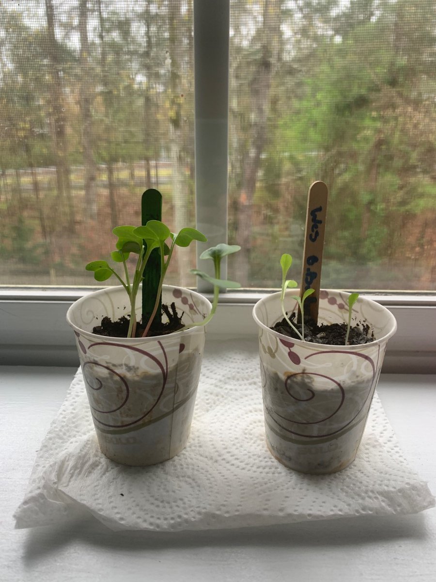 Student seeds have germinated! #PantherProud #DriveFWD