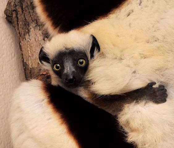 DurhamNC's tweet photo. 🖥 Computer
 └📁 Duke Lemur Center
     └📁 New Baby Lemurs
          └📁 Content we need right now https://t.co/eZkWh5HA4H