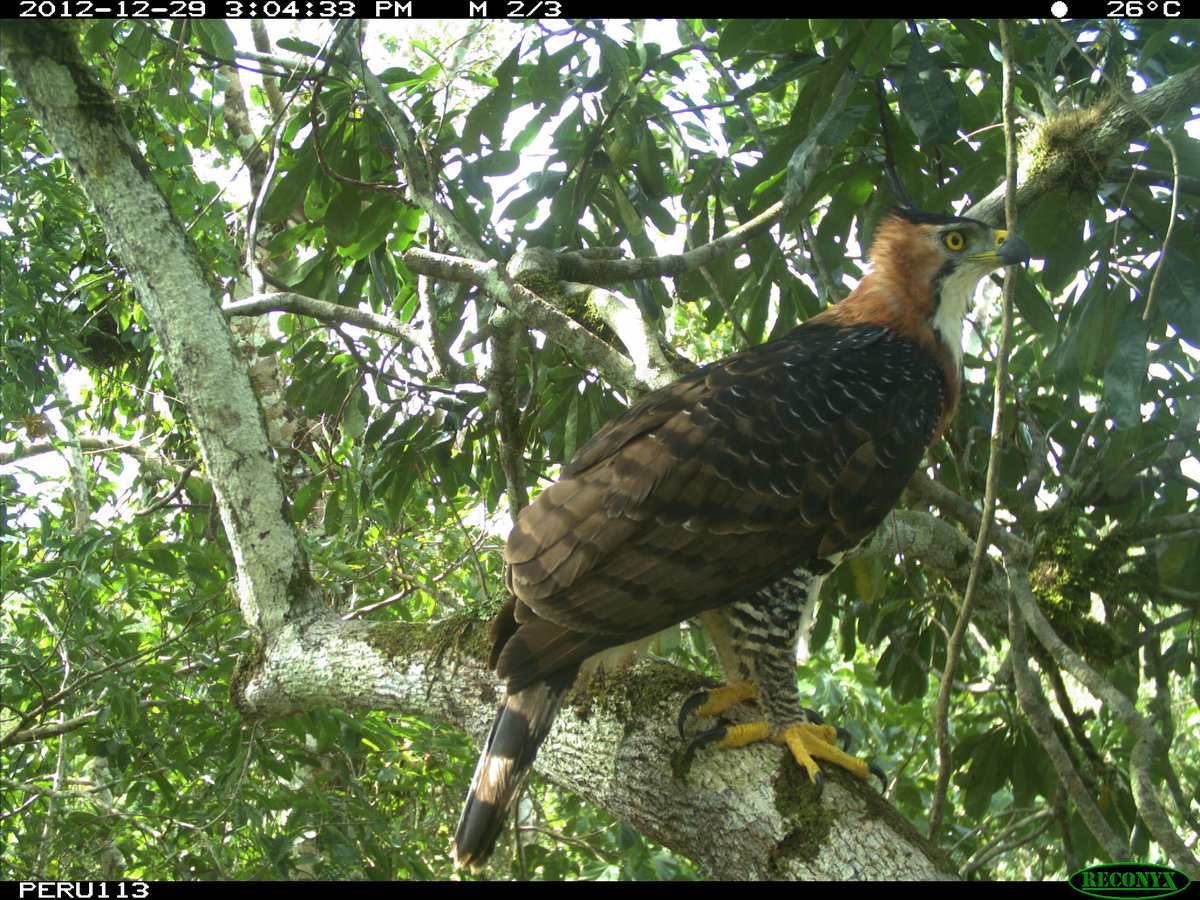 NationalZoo's tweet photo. ๐ธ ๐ฆ
Ornate hawk-eagles rely on forests for shelter and prey and are vulnerable to deforestation. This #CameraTrap snap was part of a program in the Peruvian Amazon focused on understanding the status of biodiversity and the impact of industrial activities. #ConservationCam https://t.co/wNTBNQy94D