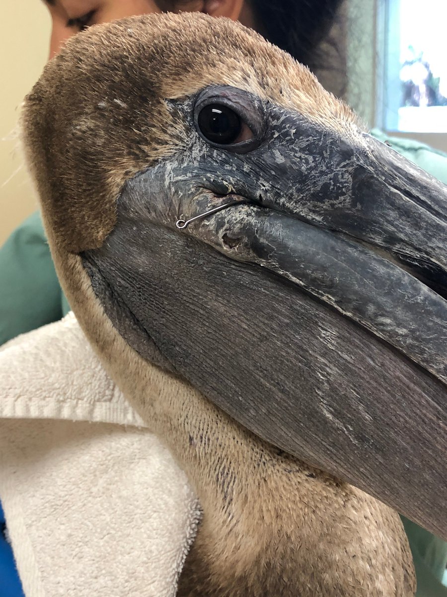 CROWClinic's tweet photo. Friday the 13th was this brown pelican's lucky day! It was rescued from Blind Pass entangled with fishing line and multiple hooks embedded in its body. https://t.co/Xtjb3OzuQ2