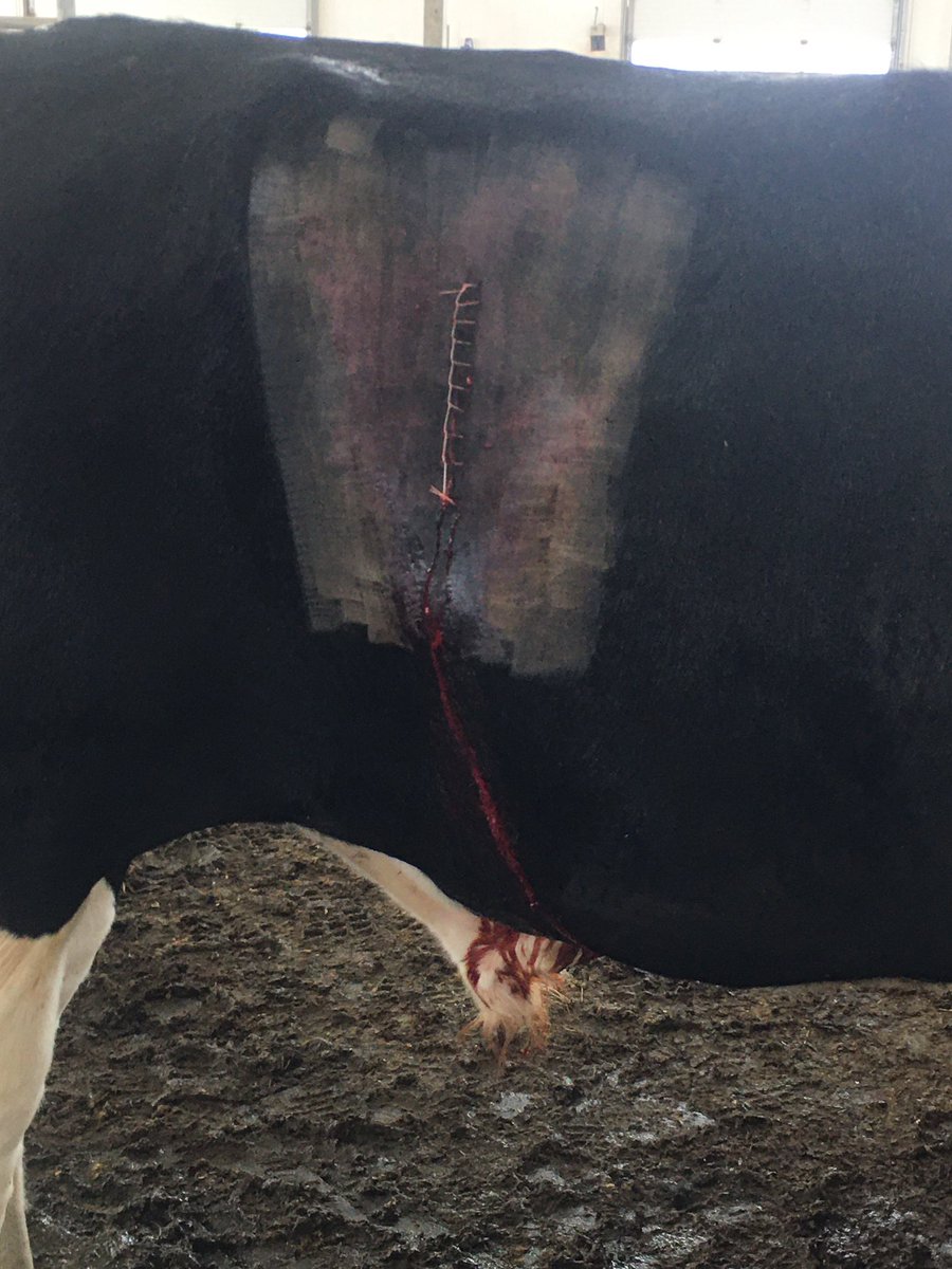 Tough case today. I could not figure out why this cow wasn’t milking🧐.. so like any good vet I cut it open and I think I figured it out.. He’ll be back to 40 litres by Monday