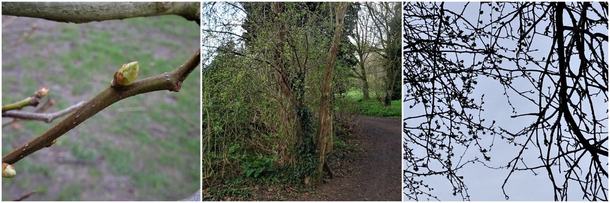 Roger_TL45Y's tweet photo. In the park Hawthorn rightly mapped as Crataegus x lavallei by @CamCanopyProj on @curioxyz bursting its buds. 
Elsewhere what looks like a forked tree is two, buds on one trunk but not on other. Maybe (unmapped) C. monogyna (in bud) &amp; C. persimilis.🤔@CamNatHistSoc @TheStreetTree https://t.co/xe6SFGlnQT