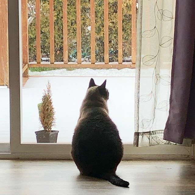 bre_rue's tweet photo. Charlie is sitting and watching the snow come down #charliethetonk #ruemanor https://t.co/N19O0ixPPS https://t.co/ECutdeHedQ