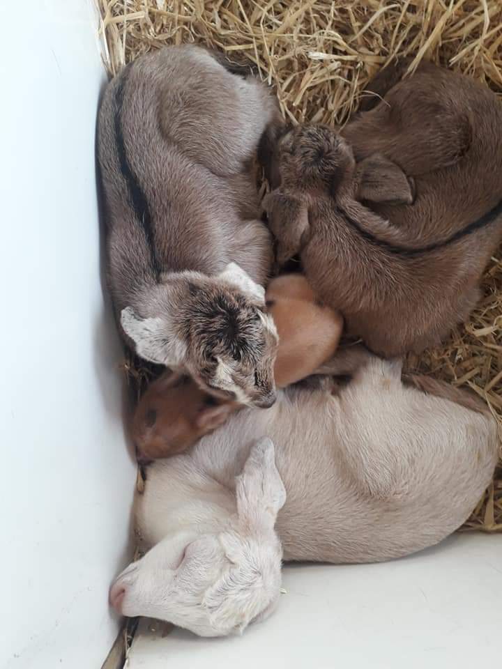 PennywellFarm's tweet photo. The Pennywell goat kids are enjoying some piggy cuddles. Afternoon nap time! #piggycuddles #goatkids #cuddles #dayoutdevon https://t.co/jnPl9Pe14F