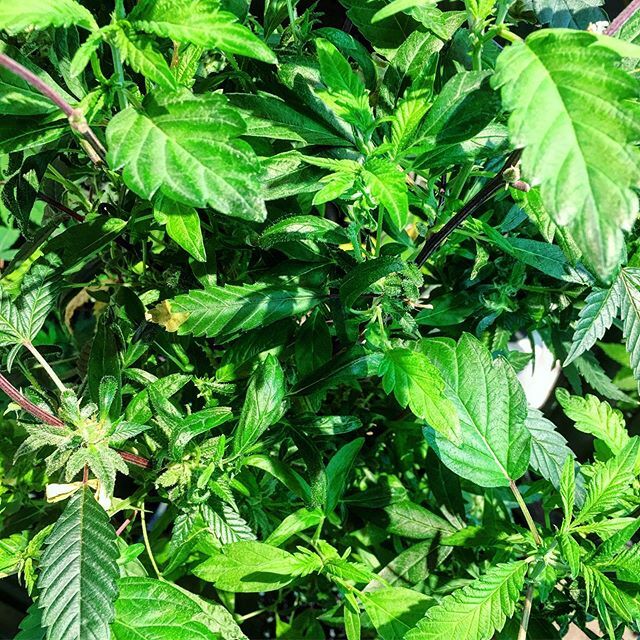 CapitalClones's tweet photo. Picture perfect reveg 🌱🌱 #capitalclones #cannabis #cannabiscommunity #mmmp #cannabiscommunity https://t.co/5l12aTjnum