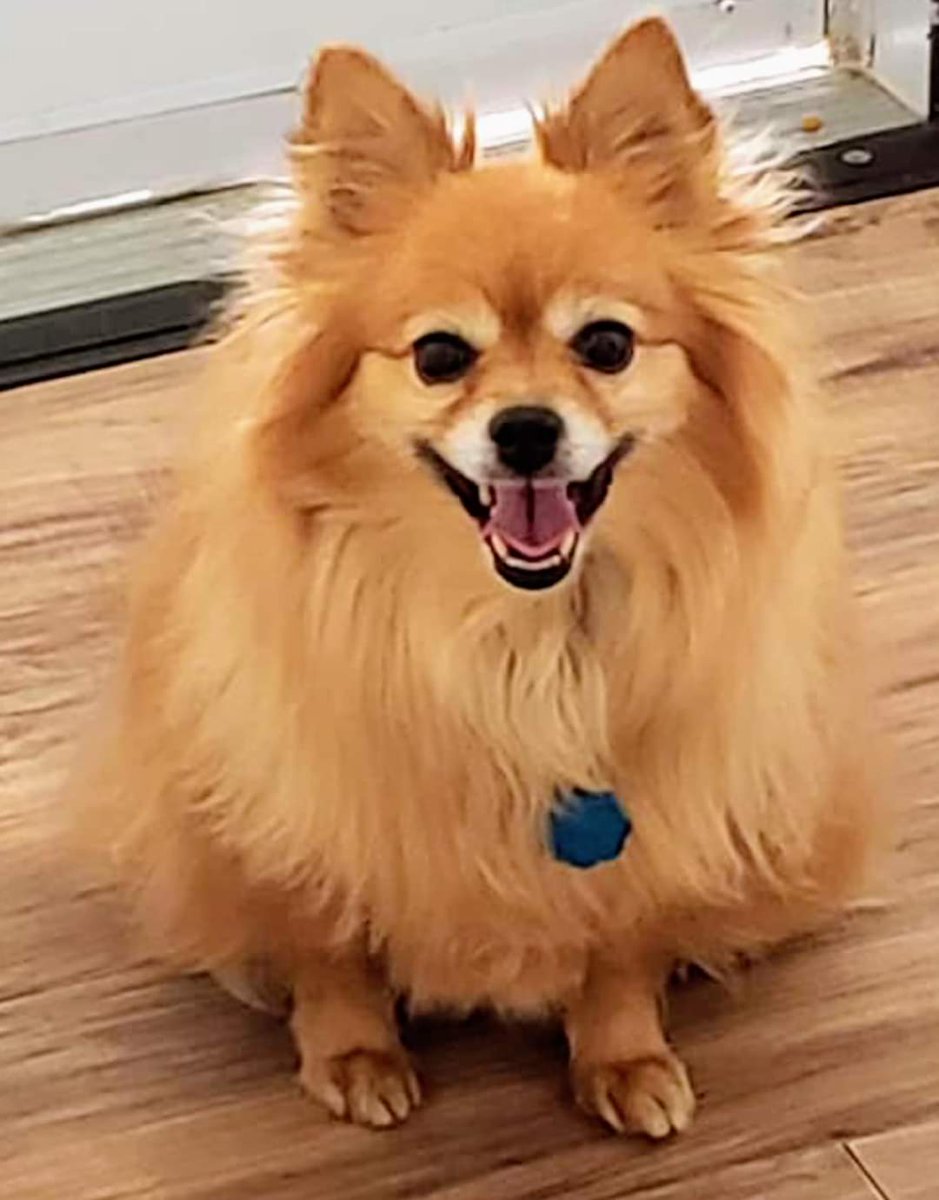 NWACOregon's tweet photo. Calling ALL Pomeranian lovers!! ❤️🐕🐕These two, approximately 3 year old BONDED girls are still waiting for a foster home willing to foster them TOGETHER, until adopted together.
https://t.co/EXS3CqdKjH
#pdx #fosteringsaveslives
#pomeranian #beaverton #hillsboro https://t.co/LSql78WARd