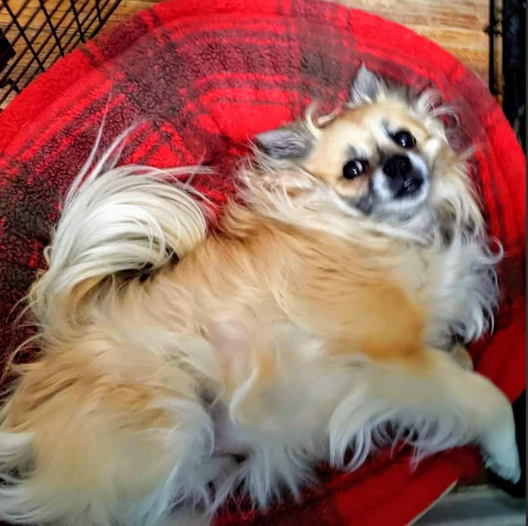 NWACOregon's tweet photo. Calling ALL Pomeranian lovers!! ❤️🐕🐕These two, approximately 3 year old BONDED girls are still waiting for a foster home willing to foster them TOGETHER, until adopted together.
https://t.co/EXS3CqdKjH
#pdx #fosteringsaveslives
#pomeranian #beaverton #hillsboro https://t.co/LSql78WARd