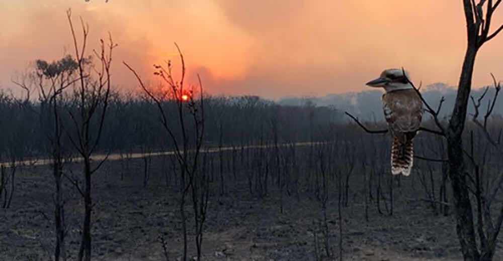 Inspired by Fiona's beautiful track, I wrote a piece about the Australian bushfires and climate change:
Tolling of the Fire Bell - Fiona Joy Hawkins,
Music to Grieve To #playlist
buff.ly/2OtEV0T
@fionajoymusic @kaibrach #loss 
#AustralianFires #ClimateEmergency #musicto