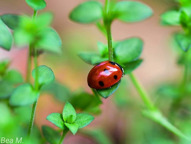BeaMidik's tweet photo. Käferchen 
Marienkäferchen 
#100mm2.8 #natur #Marienkäfer #käfer #insect #frühling #spring https://t.co/VfN4pEcp5a https://t.co/SkxkpalKum