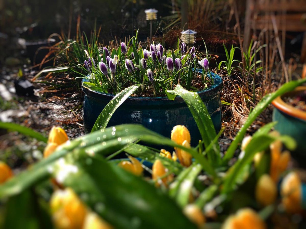 thechigardener's tweet photo. The jewels of the garden, glistening in the rain.
#jewels #crocus #spring #springpots #pots #container #containergardening #plant https://t.co/MkPpJzcafb