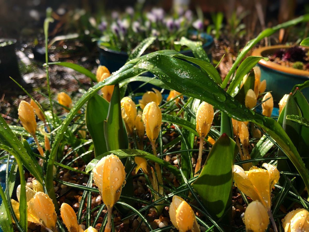 thechigardener's tweet photo. The jewels of the garden, glistening in the rain.
#jewels #crocus #spring #springpots #pots #container #containergardening #plant https://t.co/MkPpJzcafb