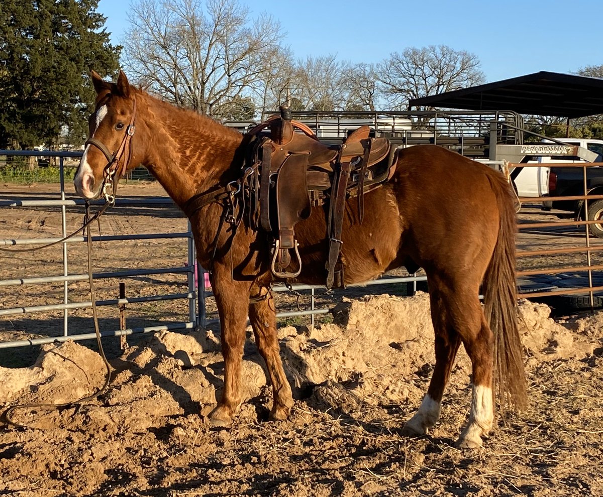 DoubleBRanch4's tweet photo. You might not be able to ride papers, but you can sure ride to the pay window on this guy. He is a bad cat on the heel side!
More info here... https://t.co/G60wCL9WfF
#heelhorse #ranchhorse #fancybroke #doublebranch #doublebranchhorses https://t.co/yzOiz1whfC