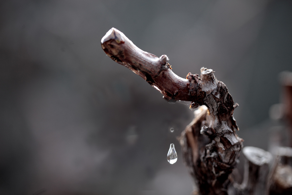 La bellesa del plor de la vinya de Can Bas