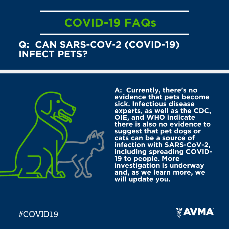 AVMAvets's tweet photo. “Can SARS-CoV-2 (COVID-19) infect pets?”

The AVMA has developed a series of frequently asked questions we’ve received about #COVID19. You can find more information about this question and more at our FAQs for Pet Owners here ➡️ https://t.co/mEvdZEJjHB https://t.co/PDX14xmpDs
