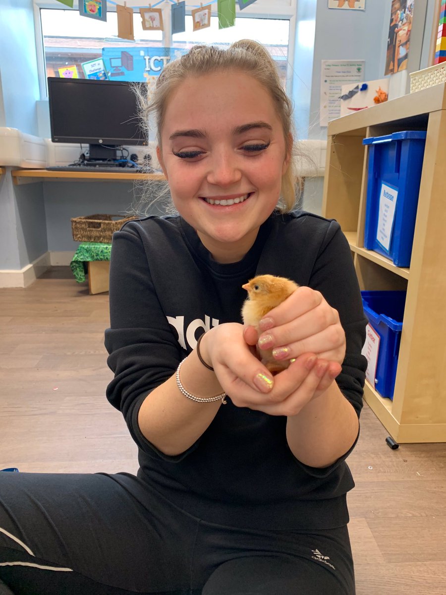 TotleyPrimary's tweet photo. Look who’s hatching now!!!
Our Foundation Stage children (and staff) have been delighted by the arrival of these fluffy bundles of cuteness this week...#scienceweek #goingcheep https://t.co/FmwGSPu16H