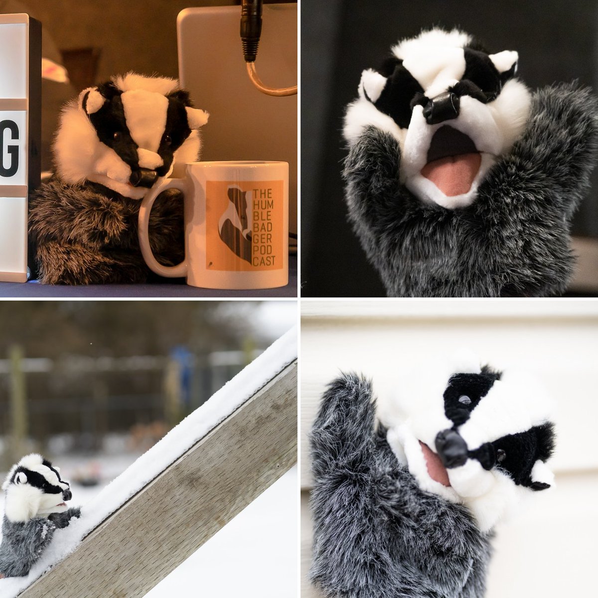 The Humble Badgers know these are #ExtraordinaryTimes for the humans. 

They got together &amp; did the <a href="/DollyParton/">Dolly Parton</a> #challenge to bring a smile to your faces! 🎙🦡

They say that listening to the #podcast is a great way to pass the time. 🎧😷

Visit thehumblebadger.com for more!