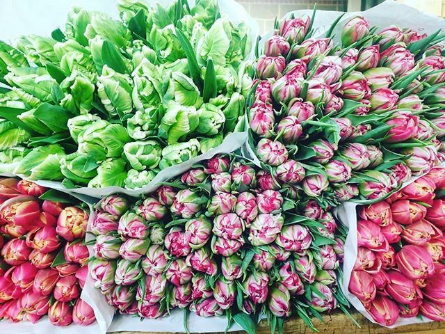 ssmithflowers's tweet photo. All these beautiful British tulips available now in our Epsom, Chessington, Surbiton and Tolworth branch. https://t.co/e8wJVnXjN4 https://t.co/J0xj3DvHVE