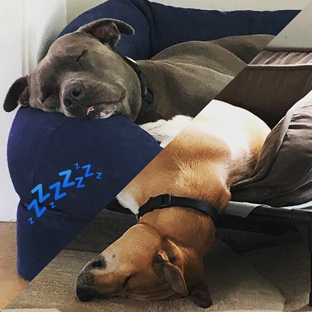 GameTimeDog's tweet photo. NAP TIME! 😴 Anyone else super exhausted from this week? We got some pretty tired dogs! 😂🐾 #sleepytime #tgif #snoozefest #catchsomezzzs #gametimedogservices #woreoutpups #pitbull #mixedbreed #dogwalker #lovemyjob💕 https://t.co/pTI5Xp7GQQ https://t.co/7aTwVjtATt