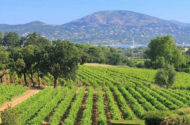 Quick!  Where in the world is this vineyard? ift.tt/2W9npDP