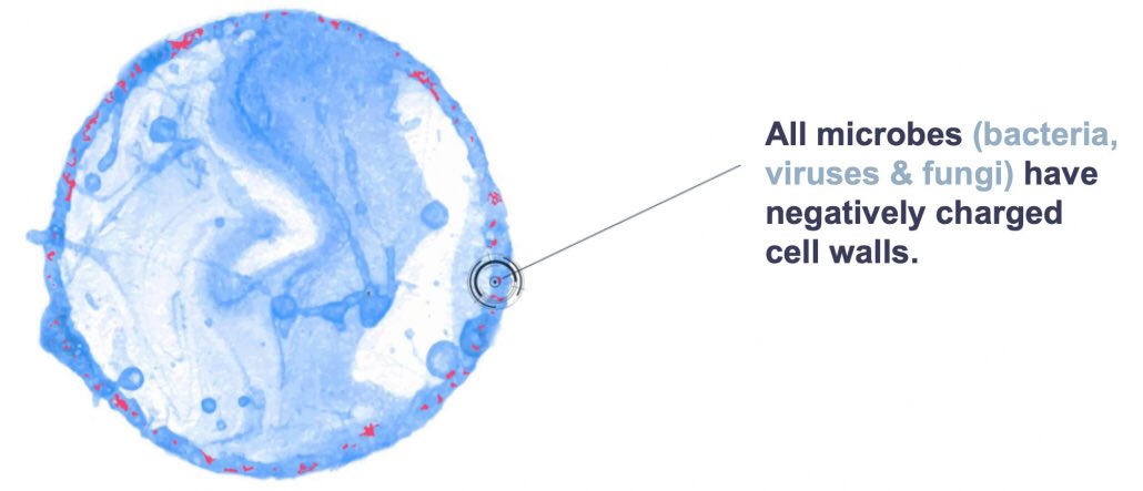 rameshmashelkar's tweet photo. Very happy to receive 1 lakh plus views in a short time!
Deeply appreciate the scientific curiosity!
How is the bacteria or virus inactivated  by strongly positively charged surfaces?
Here is a good pictorial description of mechanism of action... https://t.co/MUpyLud36U
