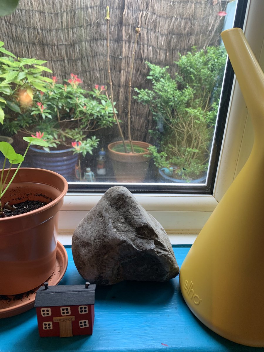 MS_Stumbling's tweet photo. Through my kitchen window I can see the plant I rescued from a #skipdive two years ago, just starting to blossom again 🤗 https://t.co/7KtZ8y9iaq