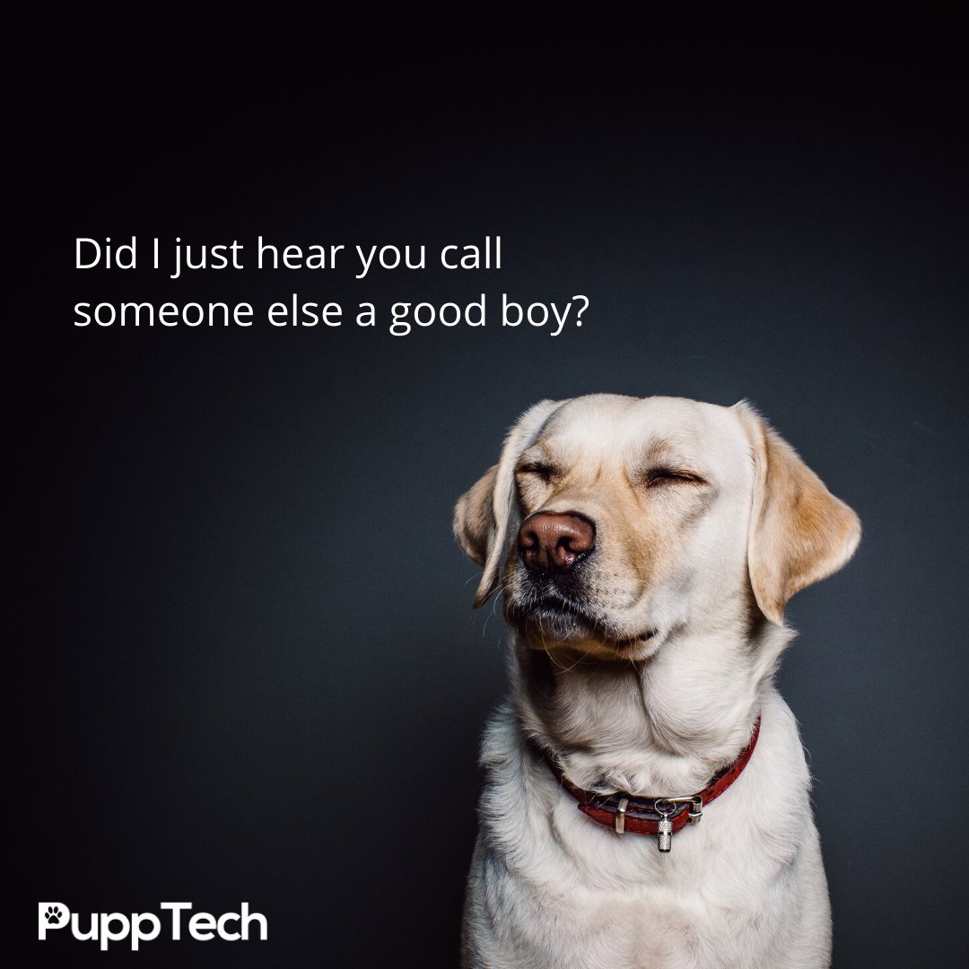 PuppTech's tweet image. Don't even think about it! 😆😍🐶

#pupptech #puppcomm #Dog #DogsOfInstagram #Puppy#Dogs #Pet #InstaDog #Dogstagram #Petstagram #DogLover#DogOfTheDay #cute.#doglovers.#doglife#puppylove#doggo#puppies
#puppiesofinstagram #pupptech #puppcomm #adorabledogs