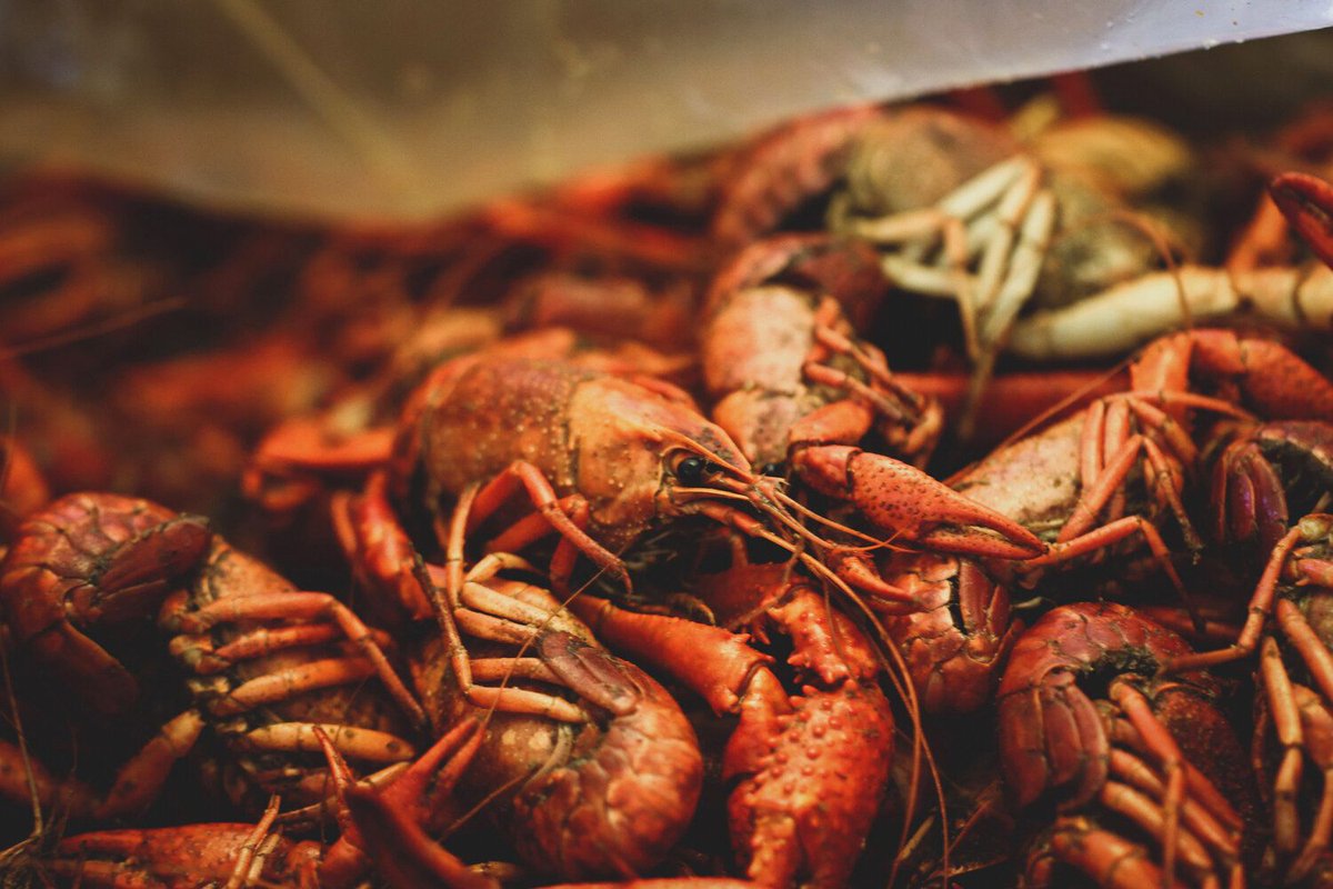 GrayLineSav's tweet image. Crawdads, Crayfish or Crawfish — THE BITTER SOUTHERNER buff.ly/2vTNOee