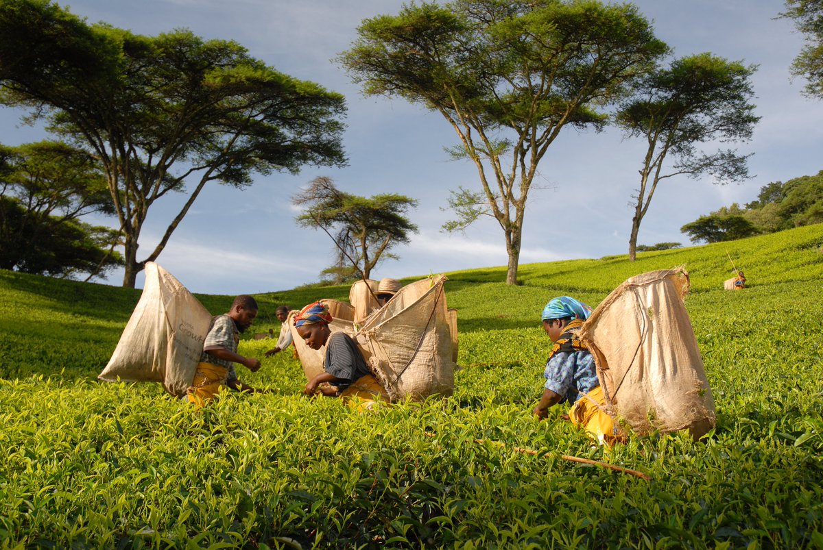 obchodcajem's tweet photo. Skladem máme nově tři velmi zajímavé čaje z Malawi (ano, z Afriky pod rovníkem) ze zahrady Satemwa. Černý čaj, Oolong a Puerh! Koukněte na pěkné video o zahradě https://t.co/Ong2ERHtAc a na čaje zblízka https://t.co/37n3Hqi4rc https://t.co/pgqpxaibfQ