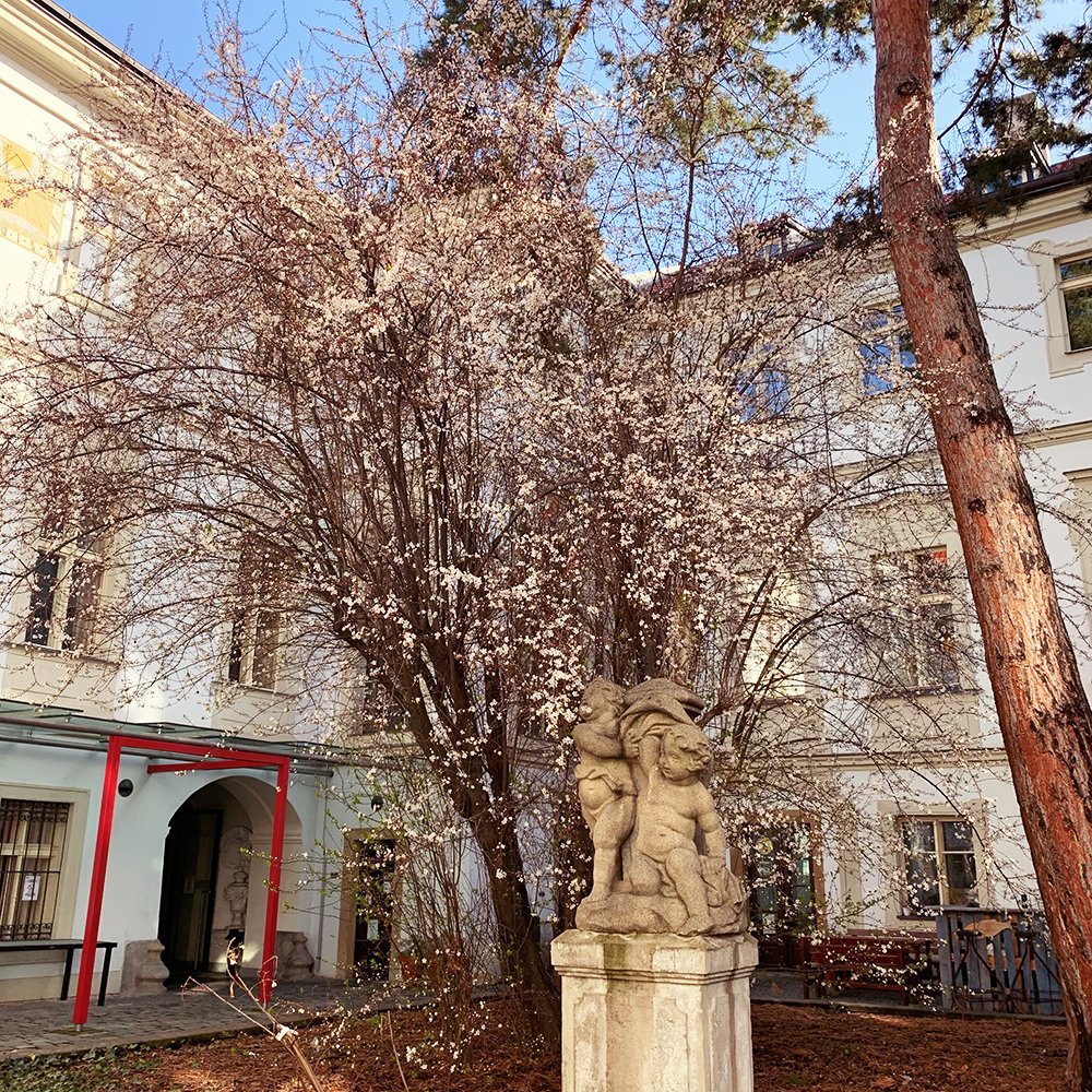 AAUPrague's tweet photo. Amidst it all, blossom by blossom Spring is beginning. πΈβοΈπ·
#LoveAAU #AAUPrague #Spring #ThurnTaxisPalace https://t.co/XXqutmE242