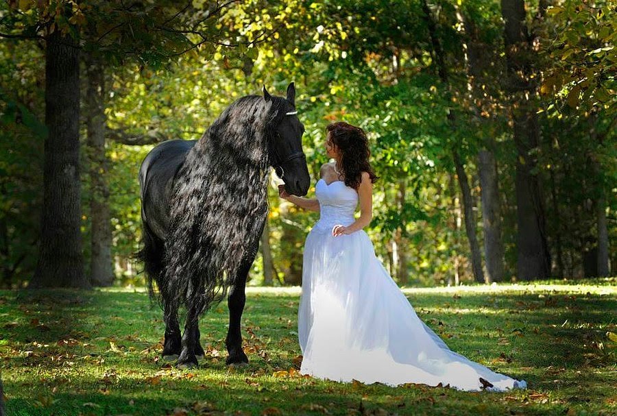 Эта лошадь красива и своенравна. Фредерик Великий лошадь.