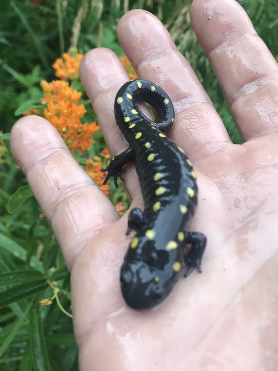 KIBluegrassFest's tweet image. This spotted salamander lives near the vernal pool on #KingmanIsland, a special place that is full of water in spring and dries up in summer. Kingman &amp;amp; Heritage Islands Conservation Area is home to critical ecosystems that support @livingclassroom's hands-on education programs.