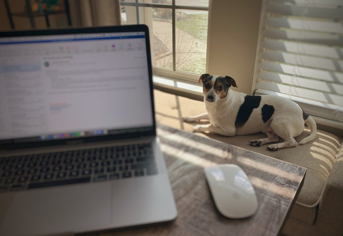 OhioBrian's tweet photo. Let’s get a little positivity going on Twitter during the #Covid_19/#COVID19/#coronavirus anxiety. If you are working from home, share pics of your ‘office mates’ using #WorkFromHomeDogs #WorkFromHomePets https://t.co/UYFZAyHF3O