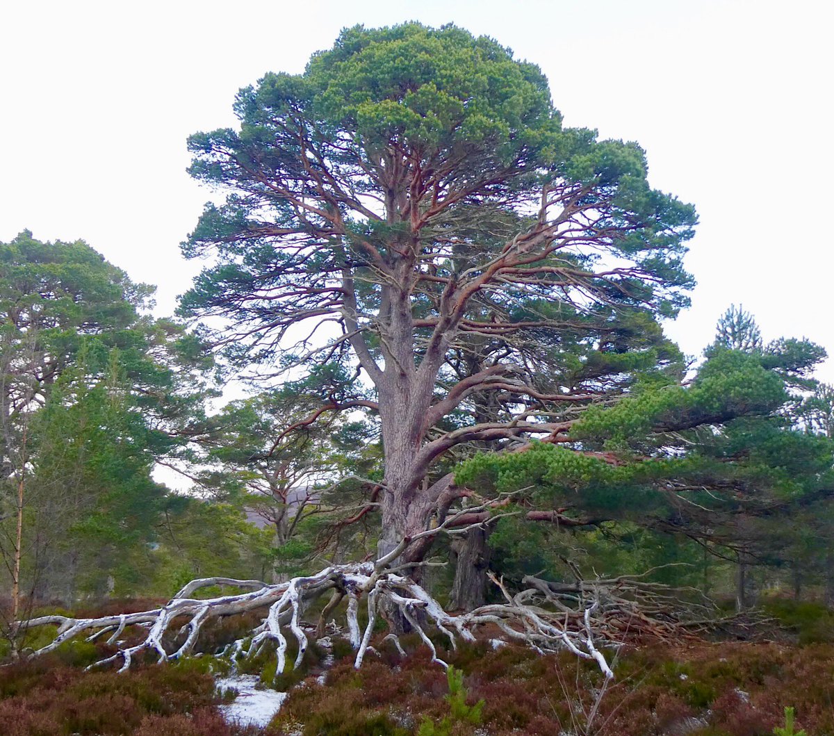 It’s normal to say hello to your favourite tree, isn’t it? This beauty welcomes me every time I walk, run or cycle past 😀 #Cairngorms