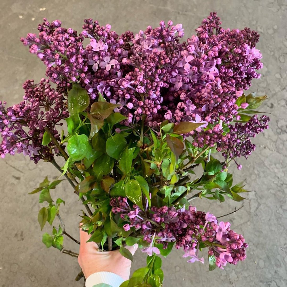 caflowers's tweet photo. #Repost @florabundanceinc
・・・
It may be stormy in CA, but nothing says Spring to us like domestic Lilac 💜 #florabundanceinc #cagrownflowers #springflowers #lilac #lilacfordays #stormyspring #passionateaboutflowers #fragrantlilac https://t.co/PaMZi2a6Q3