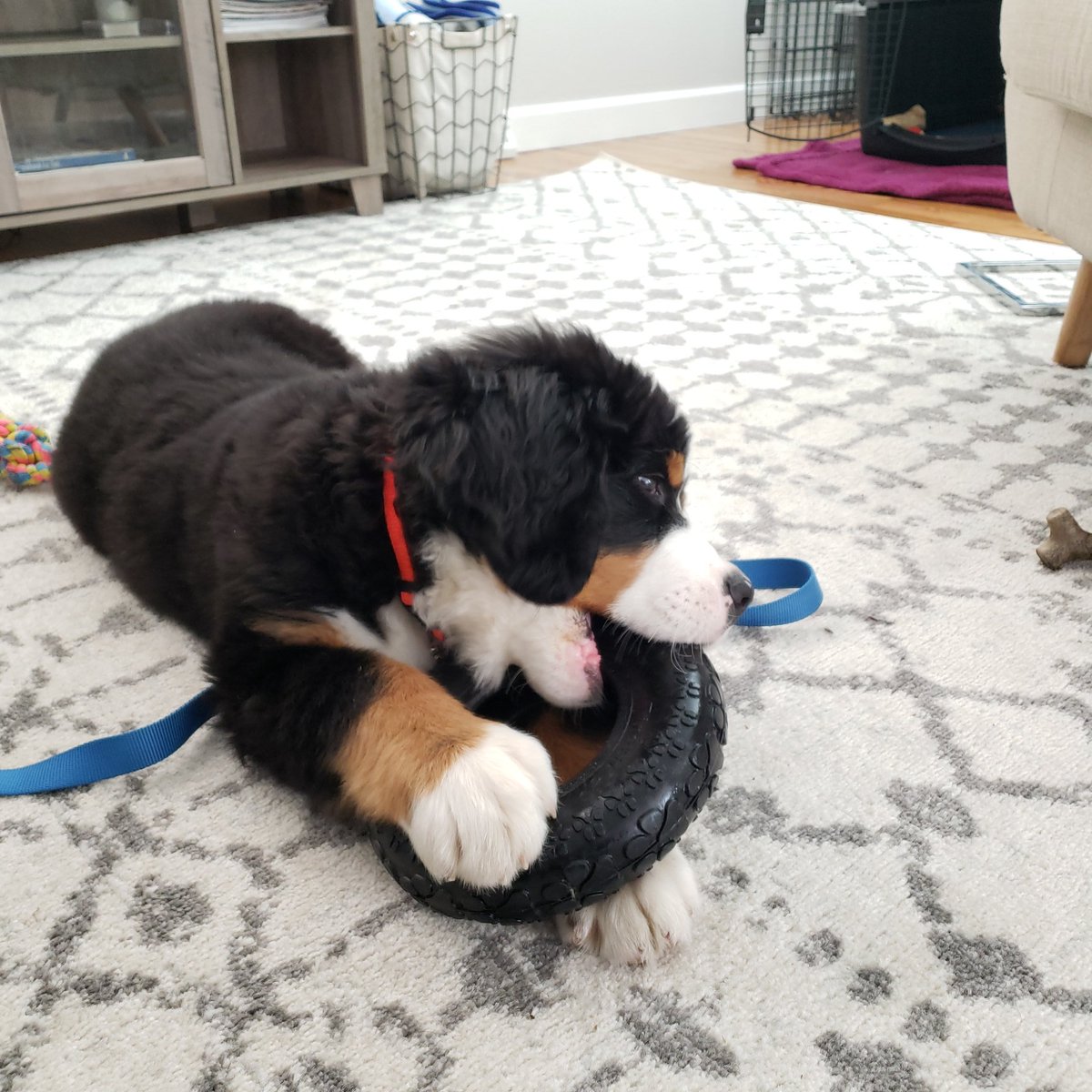 therealBAO's tweet photo. @bunsenbernerbmd Buster the Berner says Hi https://t.co/ZHBLqYiKi1