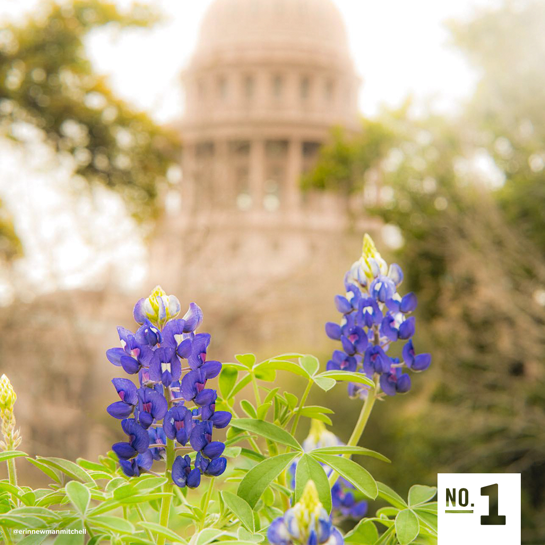 TravelTexas's tweet photo. Each Friday we'll be sharing a wildflower from the state in honor of #WildflowerSeason. According to the wildflower experts at  @TexasHighways, the bluebonnet can be found in the Blackland Prairie and Edwards Plateau March through May. #TexasToDo 📷 by: @erinnewmanmitchell https://t.co/AmMsoiCRRN