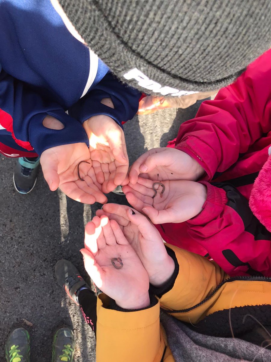 Hendrefoilan's tweet photo. Year 2 also enjoyed planting more potatoes today @potatoes4school #hdfp2 https://t.co/oyF5gZV2lp