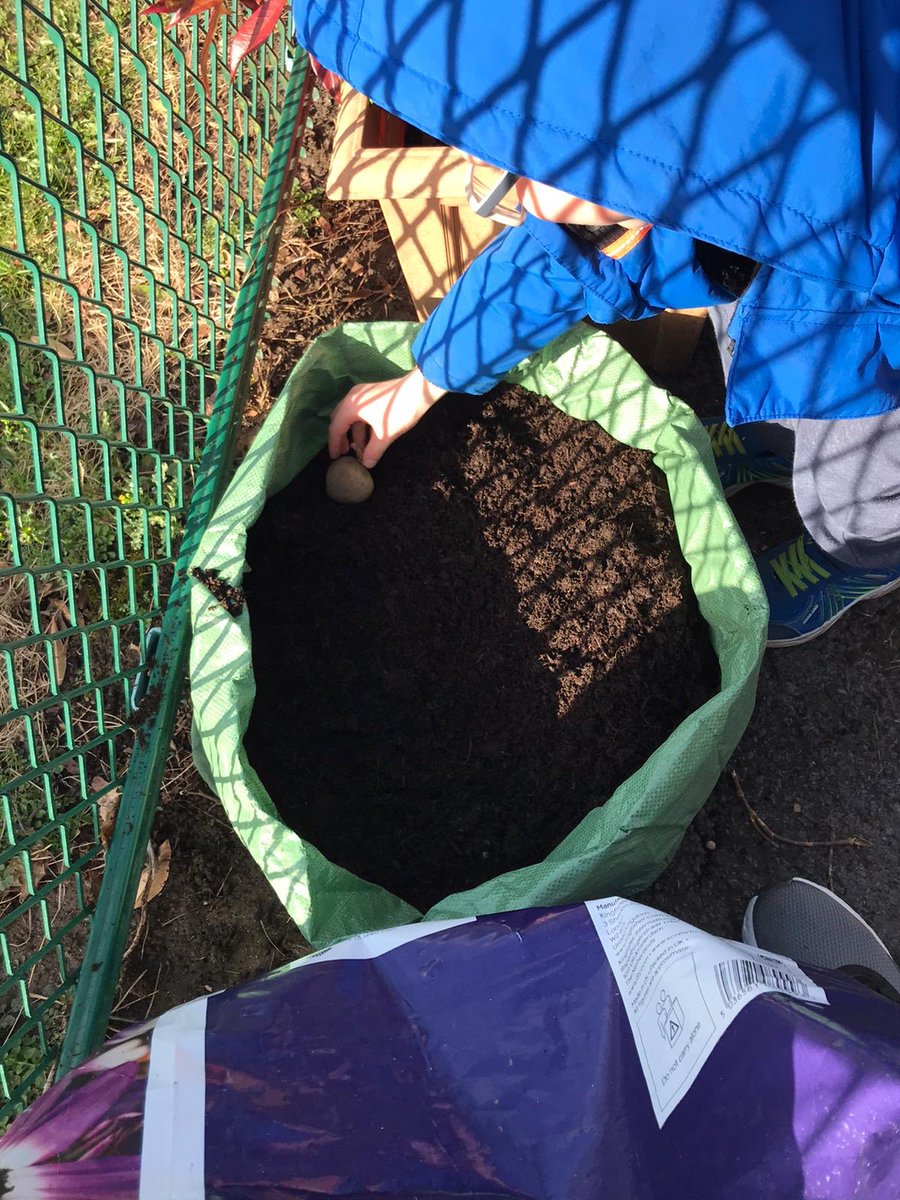 Hendrefoilan's tweet photo. Year 2 also enjoyed planting more potatoes today @potatoes4school #hdfp2 https://t.co/oyF5gZV2lp