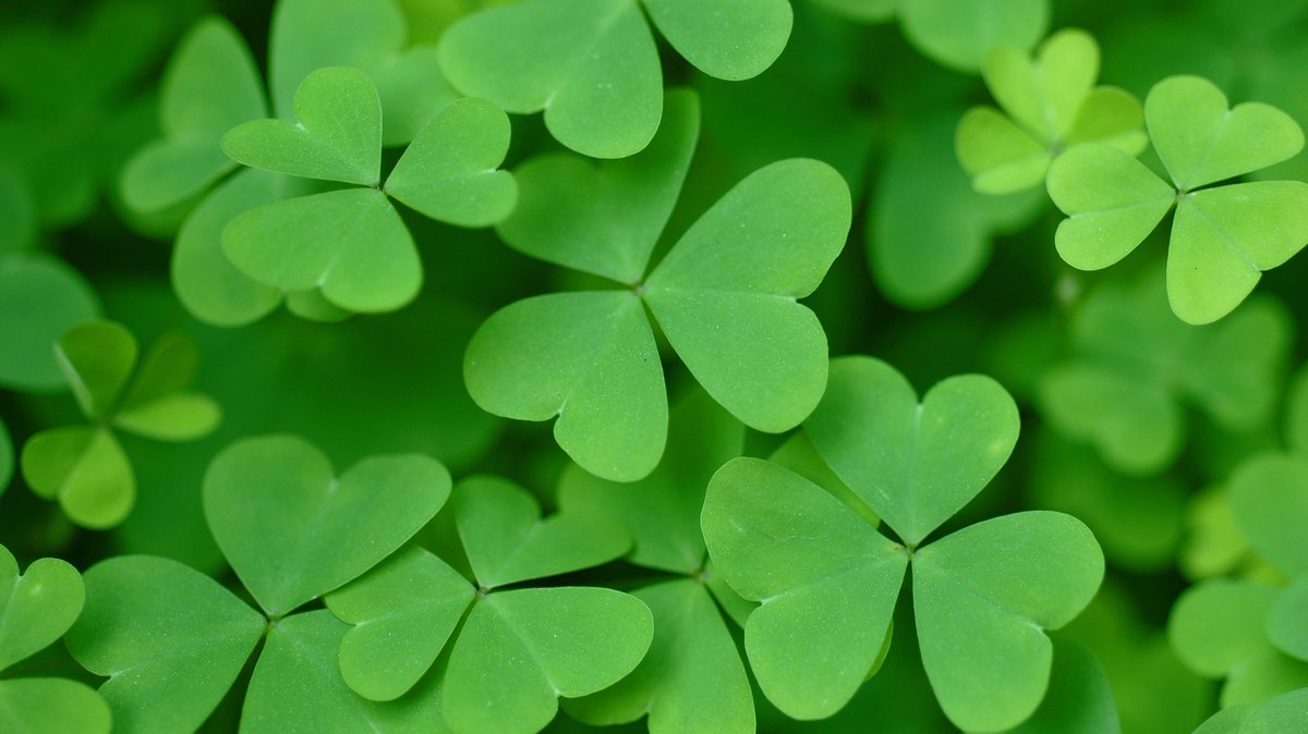CPDanbury's tweet photo. Experience the luck of the #Irish at the Danbury #saintpatricksday parade on March 22nd! 

https://t.co/v8alkOAwvy https://t.co/phREGOXyRF