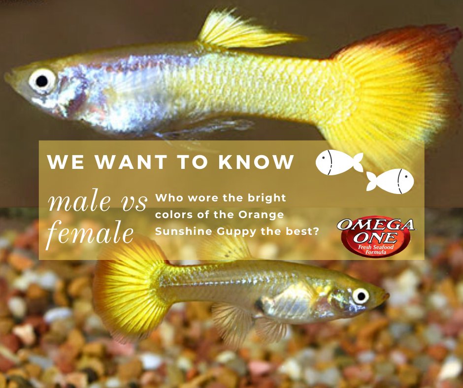 OmegaSeaLLC's tweet photo. Who wore it best? The female or the male Orange Sunshine Guppy? Tell us down below! #omegasea #guppies #malevsfemale https://t.co/rBS4FEailS