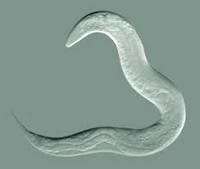 The latest pubication in Genes &amp; Nutrition's "Alternative models in nutrigenomics" collection, a review of mechanisms revealed by studies in C. elegans <a href="/claire_maynard/">Claire Maynard</a> <a href="/dweinkove/">David Weinkove</a>   genesandnutrition.biomedcentral.com/articles/10.11…