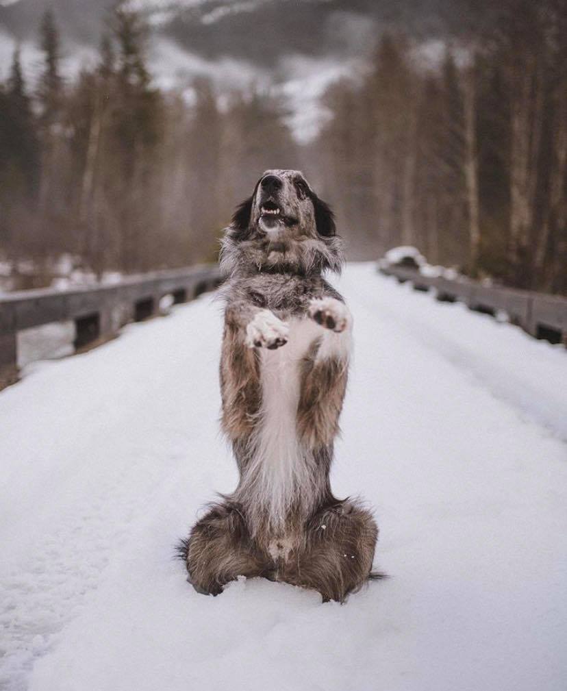 Harrison_Beach's tweet photo. If you're travelling with your pet, look no further than #HarrisonBeachHotel. We've got a number of #PetFriendly suites available. To learn more, visit: https://t.co/2taQj2F3fh Image Courtesy of ollie.explores #HarrisonHotSprings #JustUpTheRoad #ExploreBC https://t.co/1ABKNrNAPn