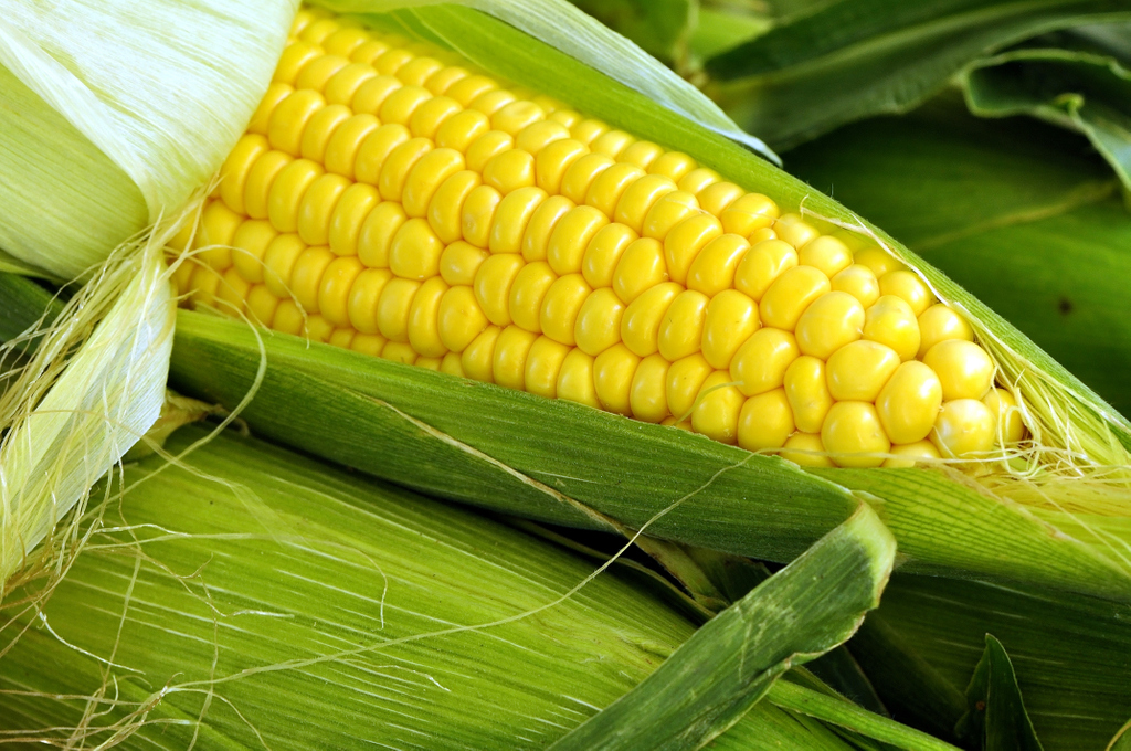 mixdesigninc's tweet photo. Here’s your Friday #ag fun fact: Did you know an ear of corn averages 800 kernels in 16 rows? One pound of corn consists of approximately 1,300 kernels. 🌽🌽🌽 https://t.co/R9VXra5BG2